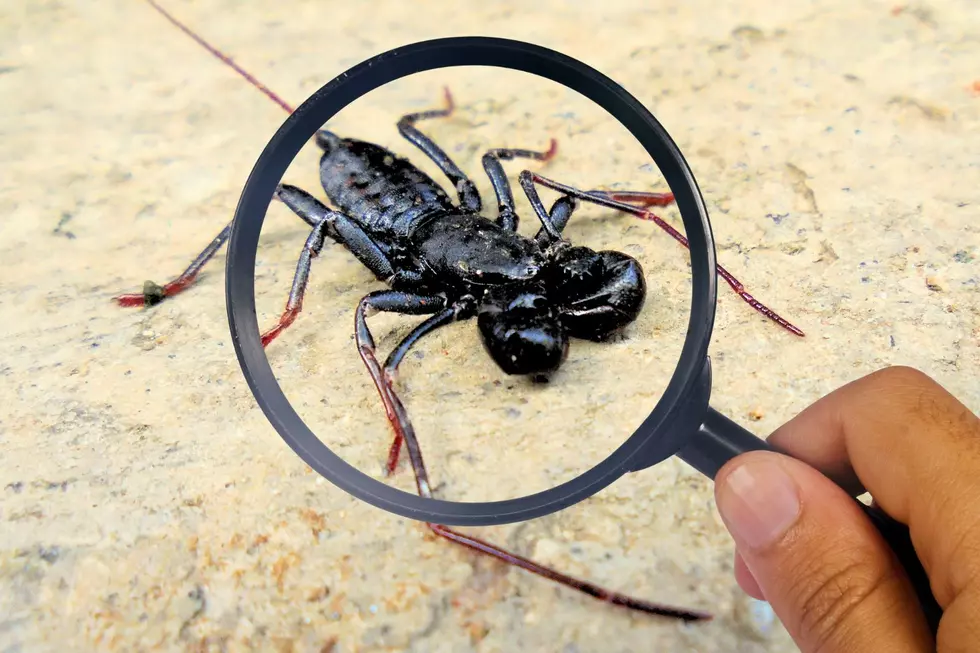 Creepy critters in Arizona