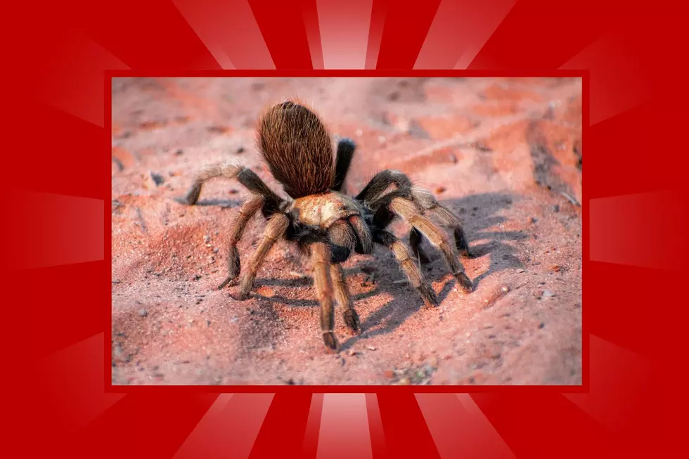 Creepy critters in Arizona