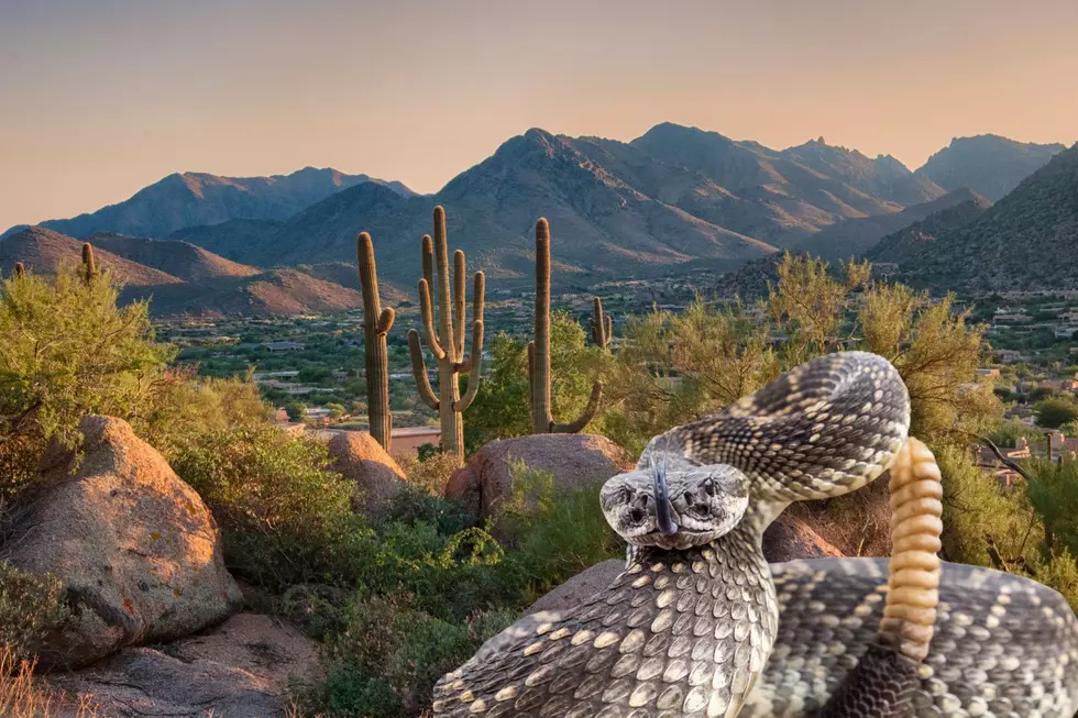 Creepy critters in Arizona