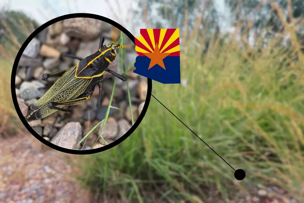 Arizona’s Giant Grasshopper Is Freaking Out Gardeners