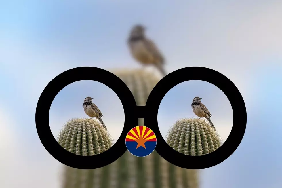 How Arizona Birdwatchers Can Make a Big Impact This Month