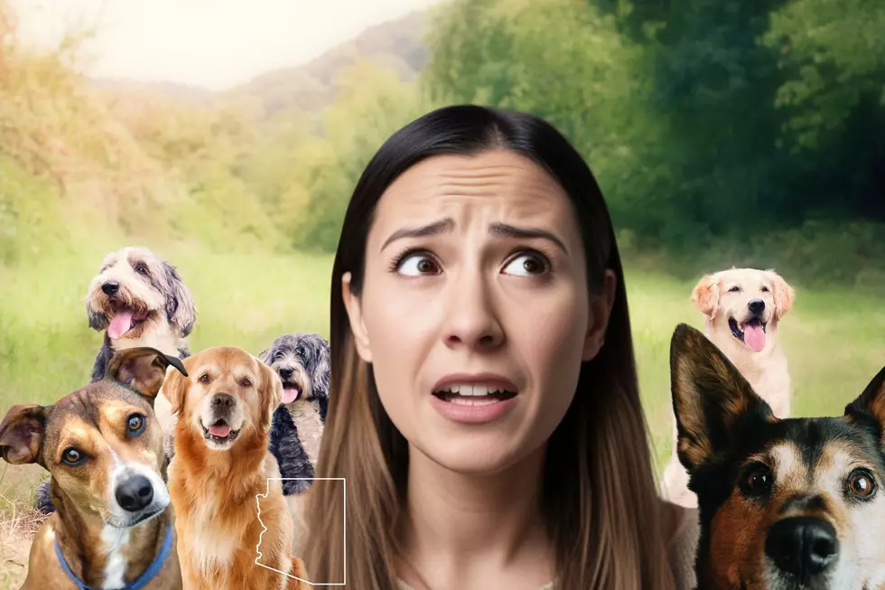 In These Arizona Cities, It May Be Illegal to Own Over a Certain Number of Dogs