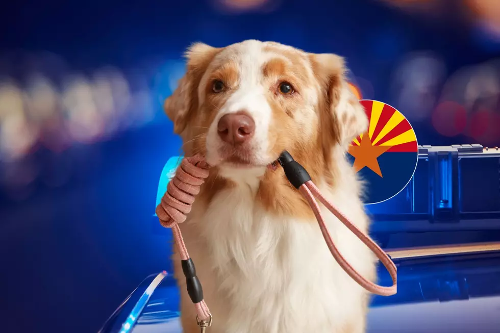 Sierra Vista Will Fine Anyone with Dogs Running Off Leash